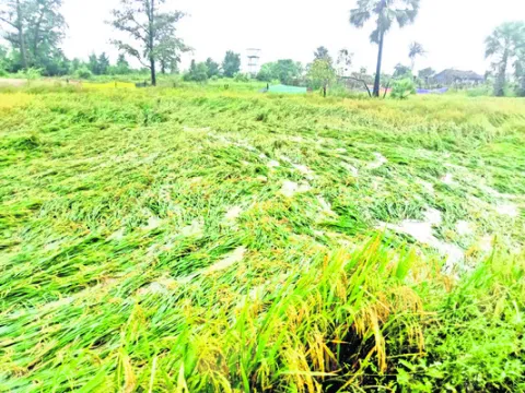 నష్టం 481 ఎకరాలేనట! 