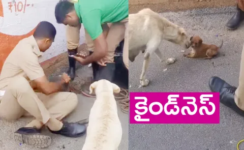 puppy saved from roadside pit in Chennai viral video