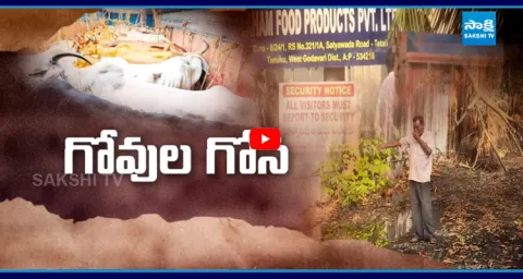 Special Story on Slaughter House in Tetali Village Eluru 2