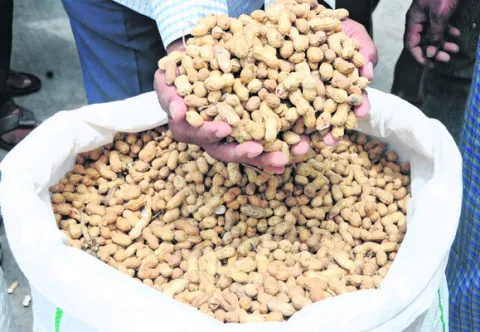 విత్తుకు వేళాయే... విత్తనం లేదాయే! 