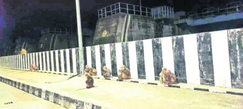 చలి చంపేస్తోంది..
