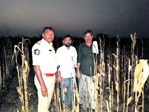 30 ఎకరాల్లో మొక్కజొన్న పంట దగ్ధం 