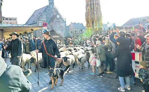 Sheep herds move through German cities for winter pastures12