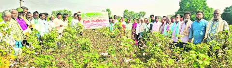 అధిక సాంద్రత పత్తి సాగు లాభదాయకం
