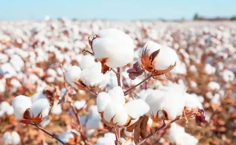 Telangana cotton crisis: CCI rules should be  removed says raithu leader  