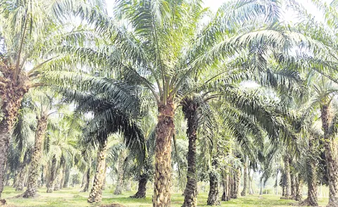 49 thousand hectares of land used for oil palm cultivation in East Godavari