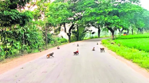 కోతుల గుంపుతో గుబులు!
