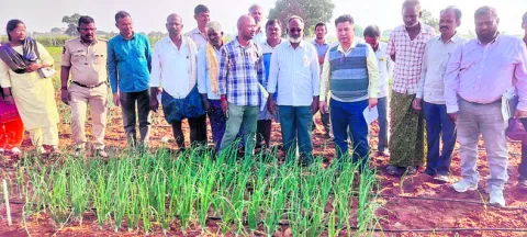 ఉల్లికి మద్దతు ధర కల్పించండి 