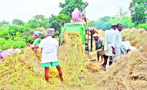 High demand for rice harvesting machines due to labor shortage