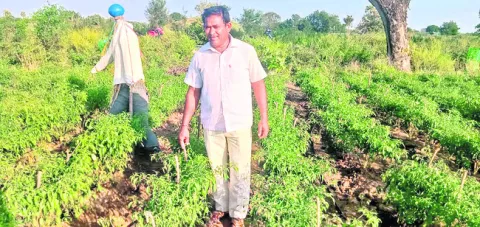 మొక్క మొక్కకో కర్ర!