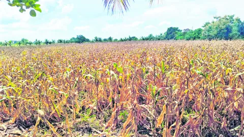 కన్నీటి దిగుబడి!