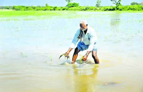 పైరు పోయింది.. కన్నీరు మిగిలింది