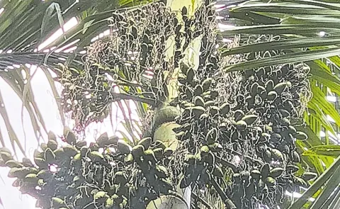 Vakka in list of coconut plantations