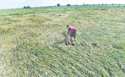 Farmers face difficulties due to government restrictive regulations