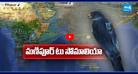 3 Satellite Tagged Eagles Completed A 5000 KMs Migration  1