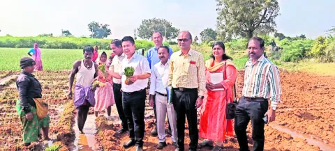 మేలైన వంగడాలతో అధిక దిగుబడులు