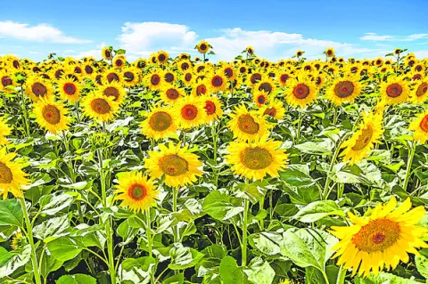 పొద్దు తిరుగుడుకు ప్రోత్సాహం