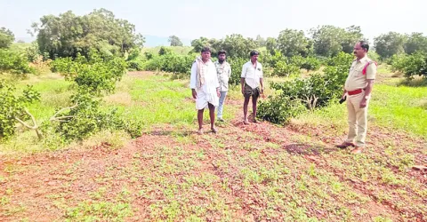 చీనీ చెట్ల నరికివేత