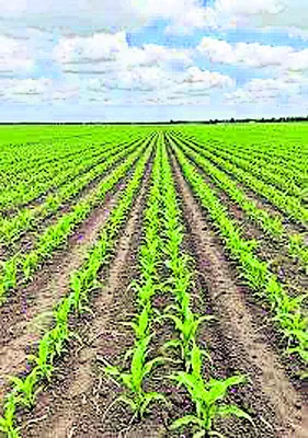 మొక్కజొన్న సాగుకు సన్నద్ధం!