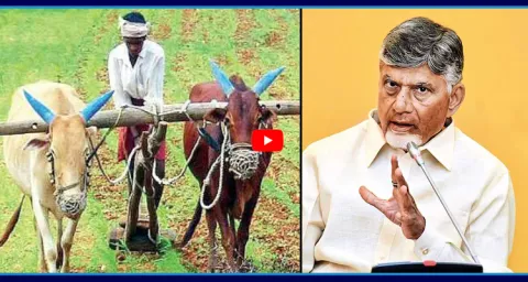 CM Chandrababu Cheated Farmers With Annadata Sukhibhava Scheme 1