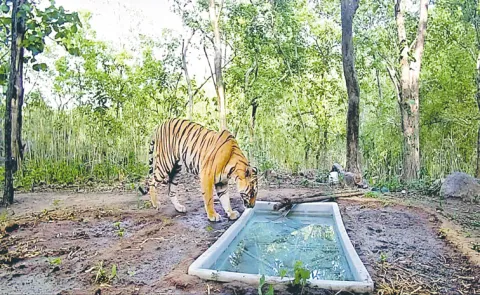 Tiger Returns To Gujarat After 32 Years in Ratan Mahal