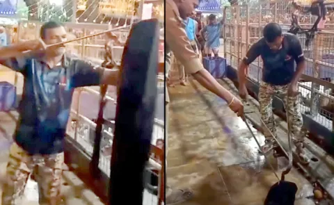 King Cobra Spotted at Sabarimala’s 18 Sacred Steps; Forest Team Captures Snake Swiftly