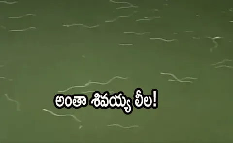 Snakes in krishna river at nagayalanka  temple devotees shocks Karthika masam