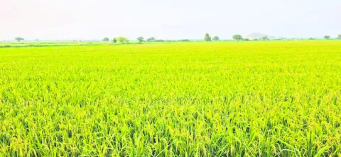 చి‘వరి’ దశలో ‘కీటక’ దాడి 