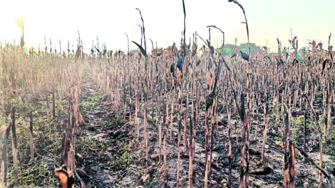 మొక్కజొన్న పంట దగ్ధం 