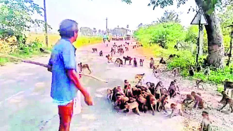 కోతులకు ఆహారంగా ఏకుడుపేలాలు, అన్నం..