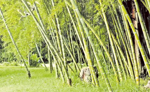 Bamboo farming in andhra pradesh