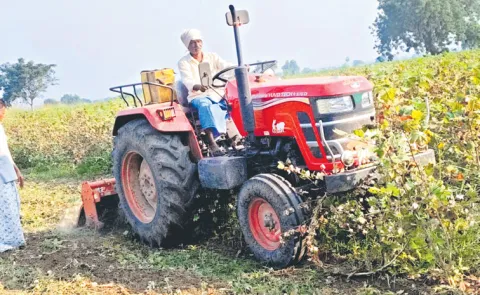 Cotton farmers plowing with tractors despite prices