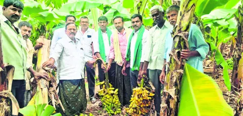 అరటి  రైతులను  ప్రభుత్వం ఆదుకోవాలి 