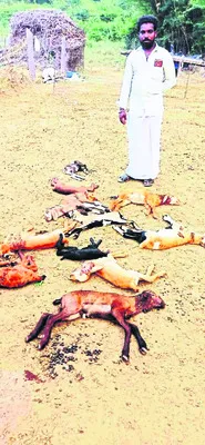 కుక్కల దాడిలో గొర్రె పిల్లల మృతి 