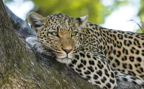 5-year-old boy leopard attack death in Chikkamagaluru district