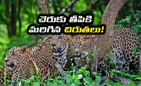 Leopards Sweet Life In UP's Sugarcane Fields Goes Viral