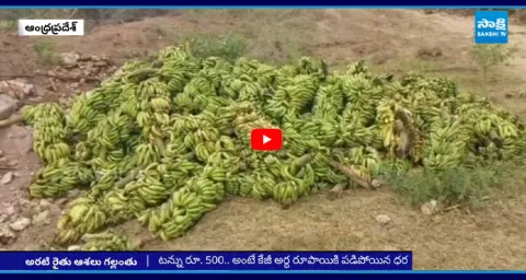 Helpless Farmer Plows His Own Banana Crop in AP 1