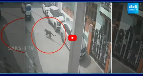 Leopard Enters Rajasthan Ministers House In Jaipur 2