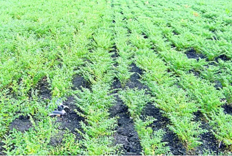 పంటల బీమా పథకాలు అస్తవ్యస్తం 