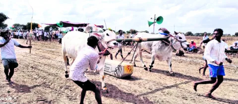 హోరాహోరీగా బండలాగుడు పోటీలు