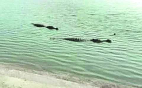 మొసళ్ల సంచారం.. 