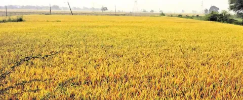 ● జిల్లా అంతటా వర్షం 