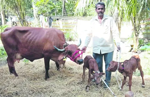 గిరిజాతి ఆవుకు అరుదైన కవల దూడలు 