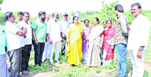 సేంద్రియ ఎరువులతో అధిక దిగుబడి
