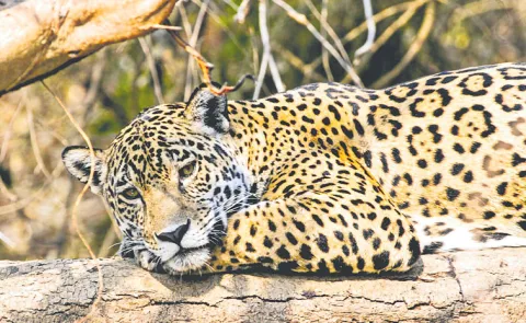 Scarce protection for tigers in Nallamala