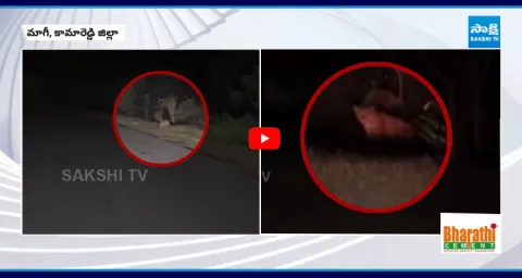 Leopard Spotted On Kamareddy Highway 1