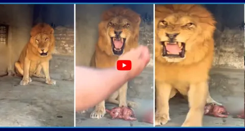 Lion So Aggressive Video Goes Viral 1