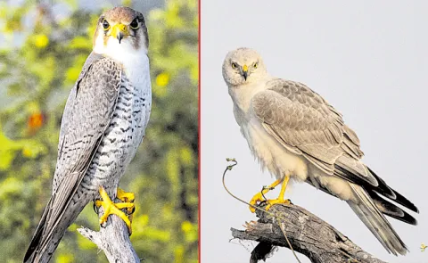 Migratory Birds Flock To Nallamala Forests For Breeding: AP