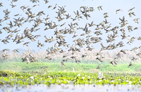 కొల్లేరుకు ప్రతి ఏటా వచ్చే విదేశీ వలస పక్షులు.. 
