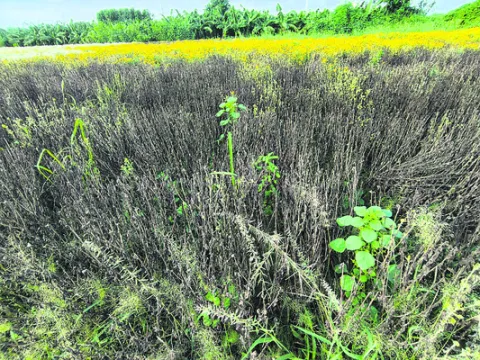 ● మూడు సీజన్లు పూర్తయినా పైసా కూడా... 